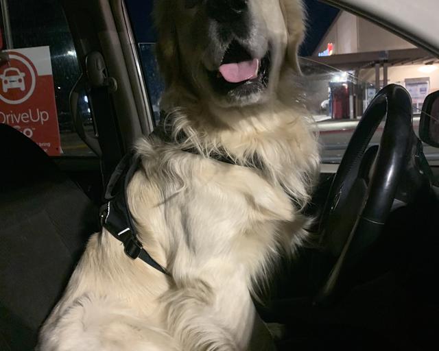 Axel, a rescue dog through IDGRR