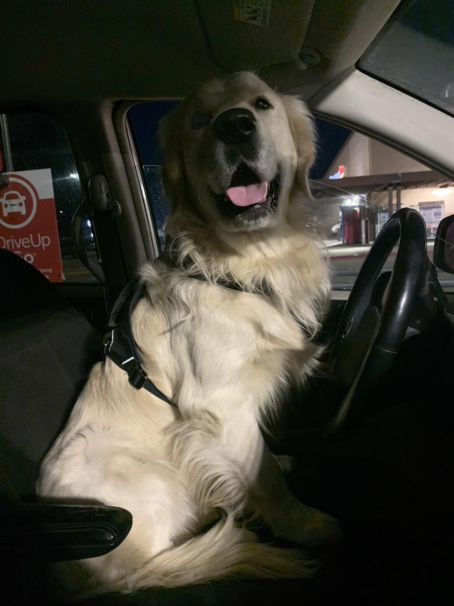 Axel, a rescue dog through IDGRR