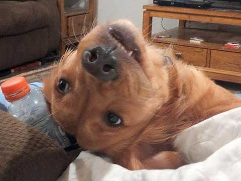 Megora "Meg", a rescue dog through IDGRR