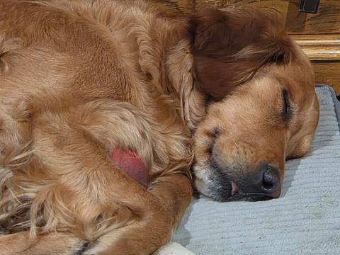 Megora "Meg", a rescue dog through IDGRR