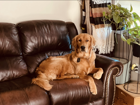 Garth, a rescue dog through IDGRR