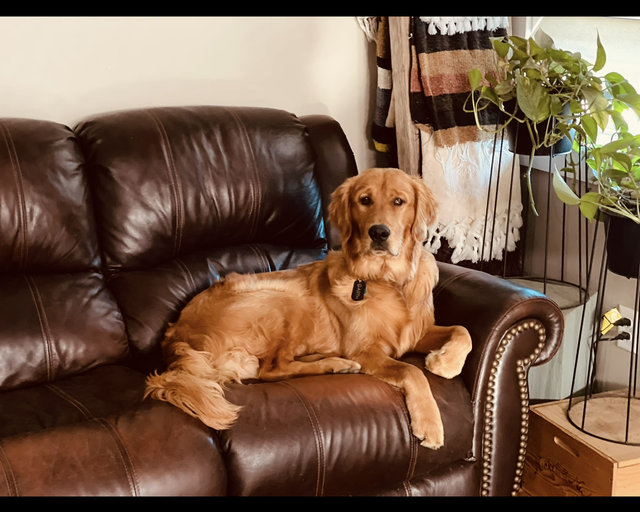 Garth, a rescue dog through IDGRR