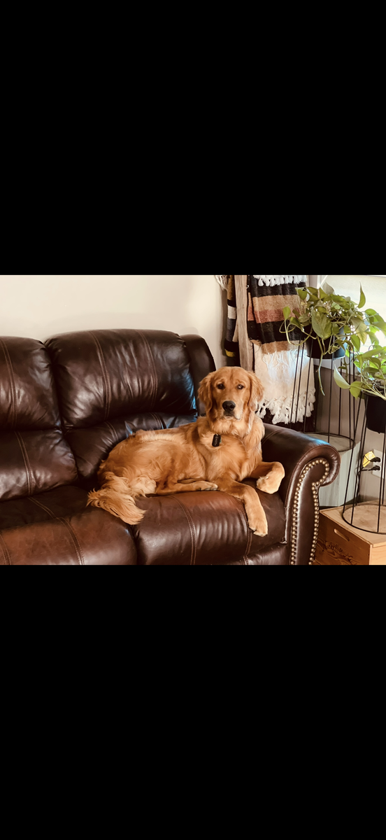 Garth, a rescue dog through IDGRR