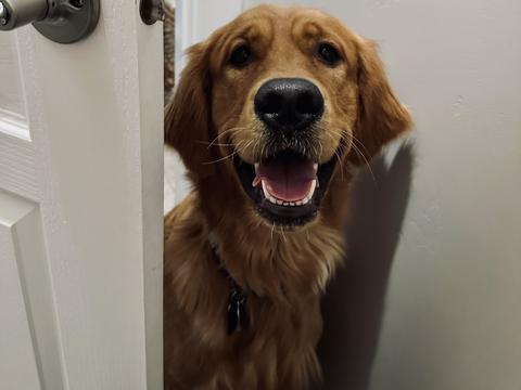 Garth, a rescue dog through IDGRR