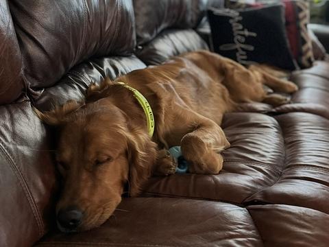 Garth, a rescue dog through IDGRR