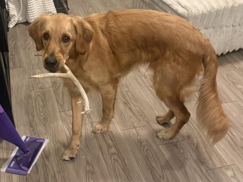 Theodore, a rescue dog through IDGRR