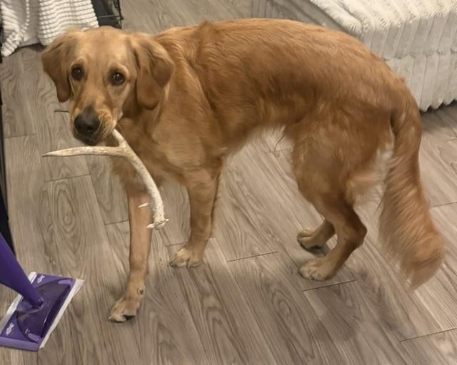 Theodore, a rescue dog through IDGRR