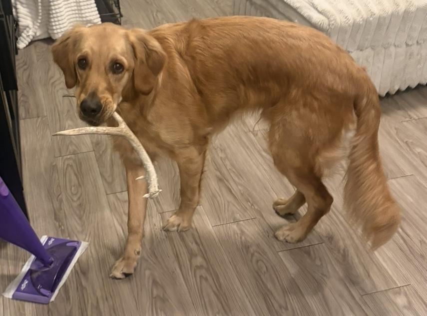 Theodore, a rescue dog through IDGRR