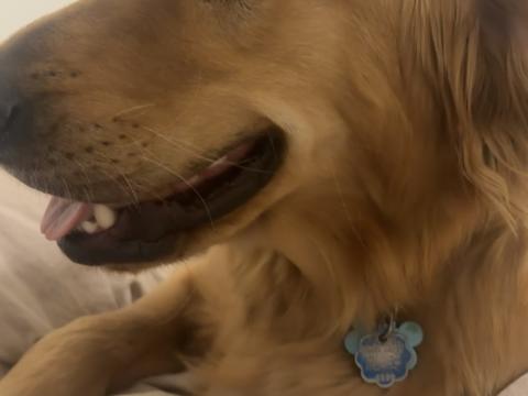Theodore, a rescue dog through IDGRR