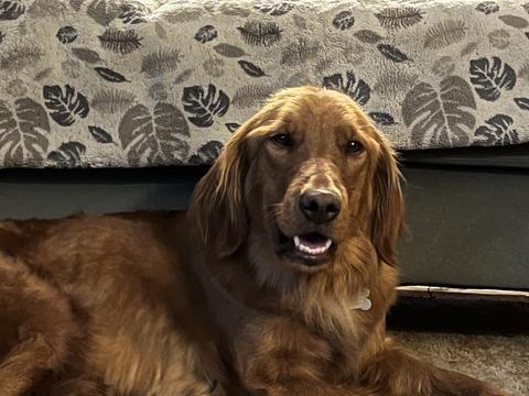 Hanna, a rescue dog through IDGRR