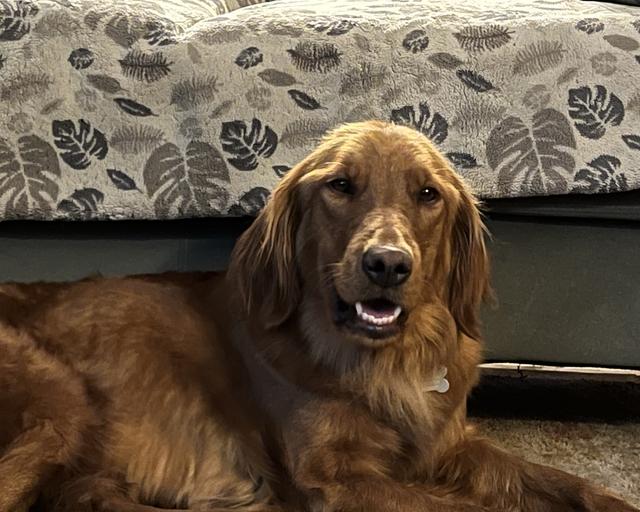Hanna, a rescue dog through IDGRR