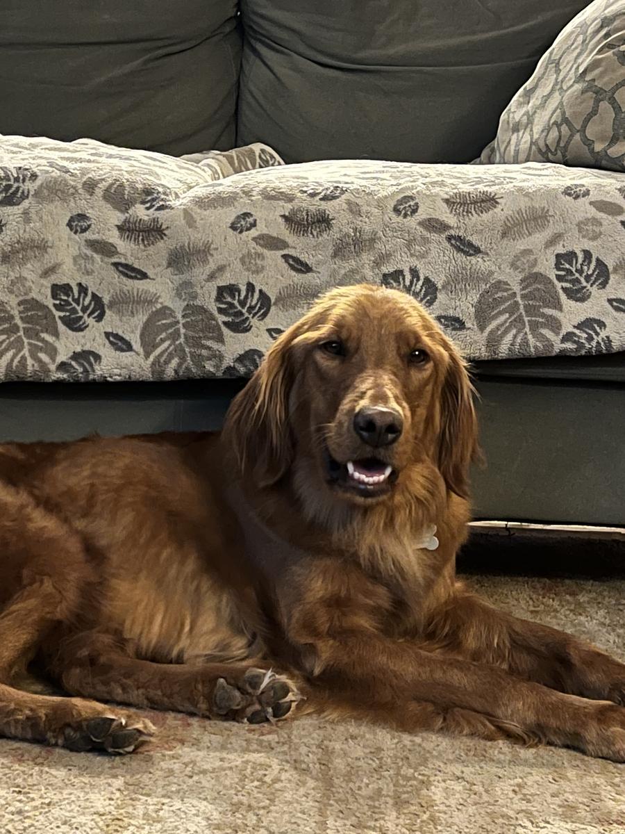 Hanna, a rescue dog through IDGRR