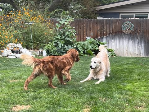 Hanna, a rescue dog through IDGRR