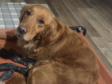Megora "Meg", a rescue dog through IDGRR