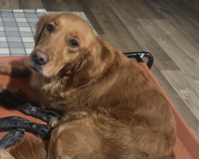 Megora "Meg", a rescue dog through IDGRR