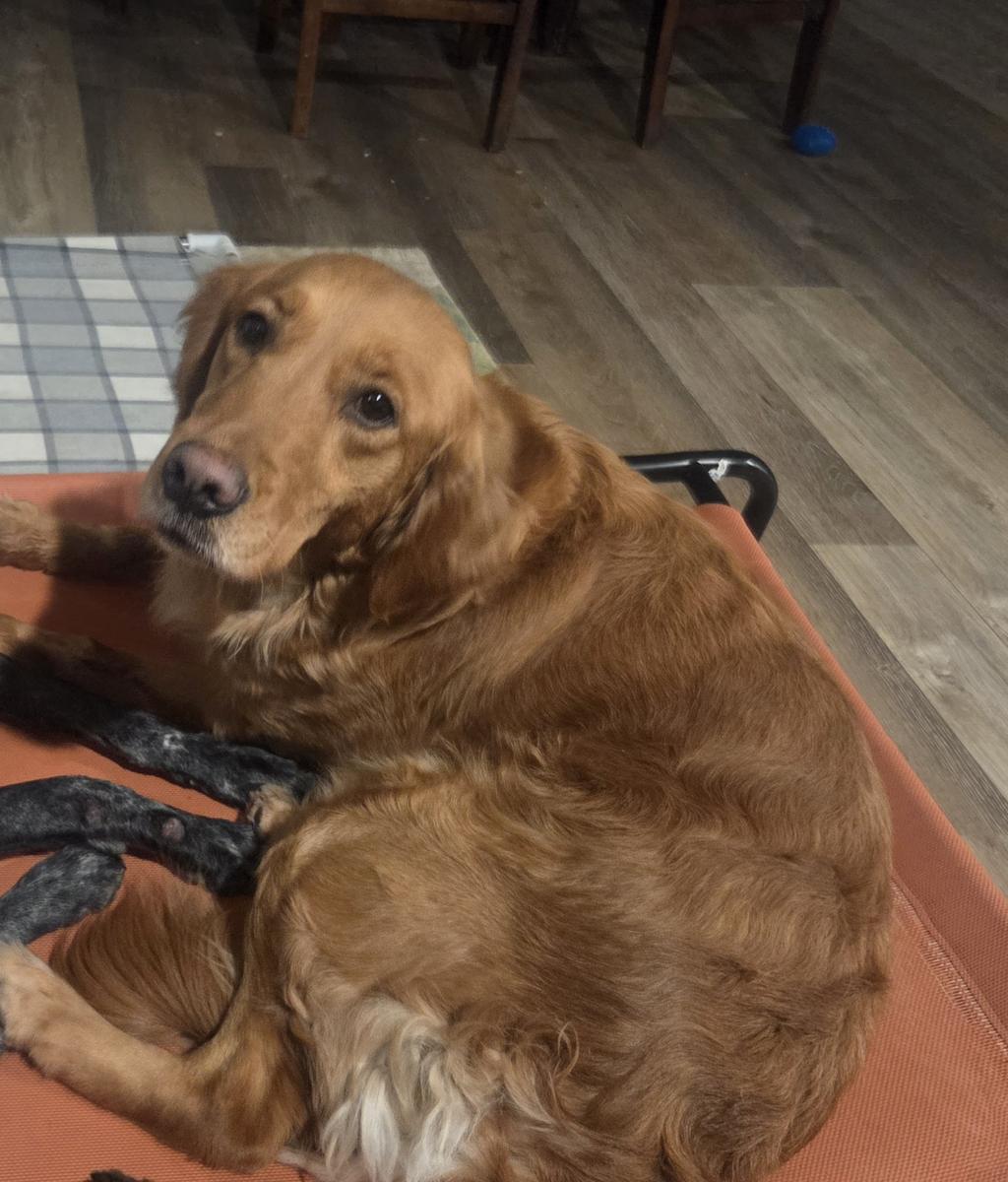 Megora "Meg", a rescue dog through IDGRR