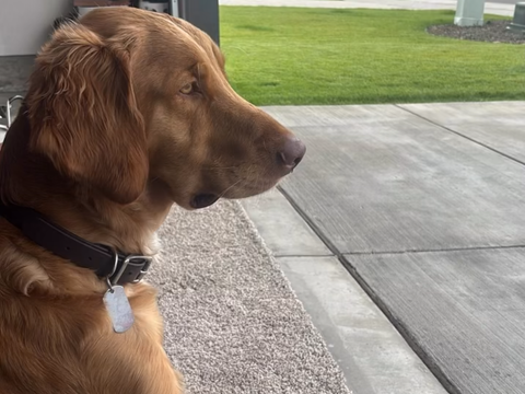 TOBY, a rescue dog through IDGRR