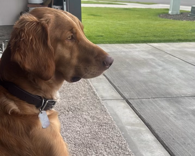 TOBY, a rescue dog through IDGRR