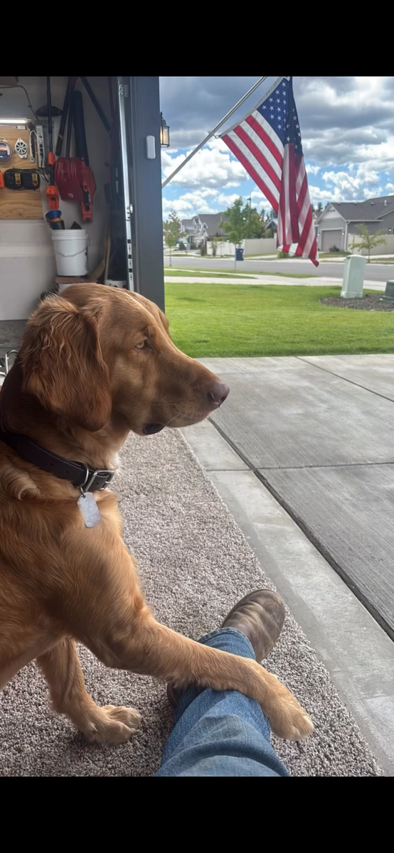 TOBY, a rescue dog through IDGRR