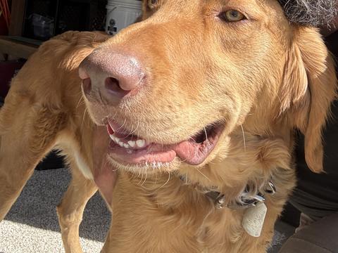 TOBY, a rescue dog through IDGRR