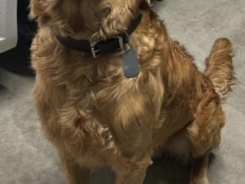 TOBY, a rescue dog through IDGRR