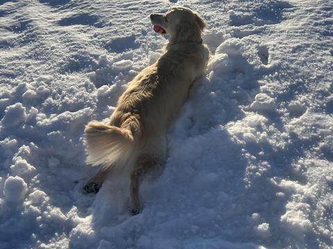 Buck, a rescue dog through IDGRR