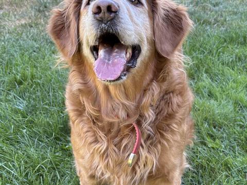 Miryella “Ella”, a rescue dog through IDGRR
