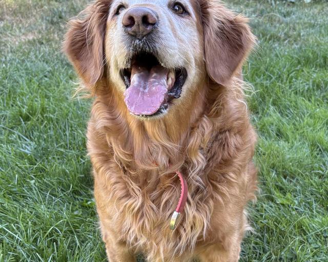 Miryella “Ella”, a rescue dog through IDGRR