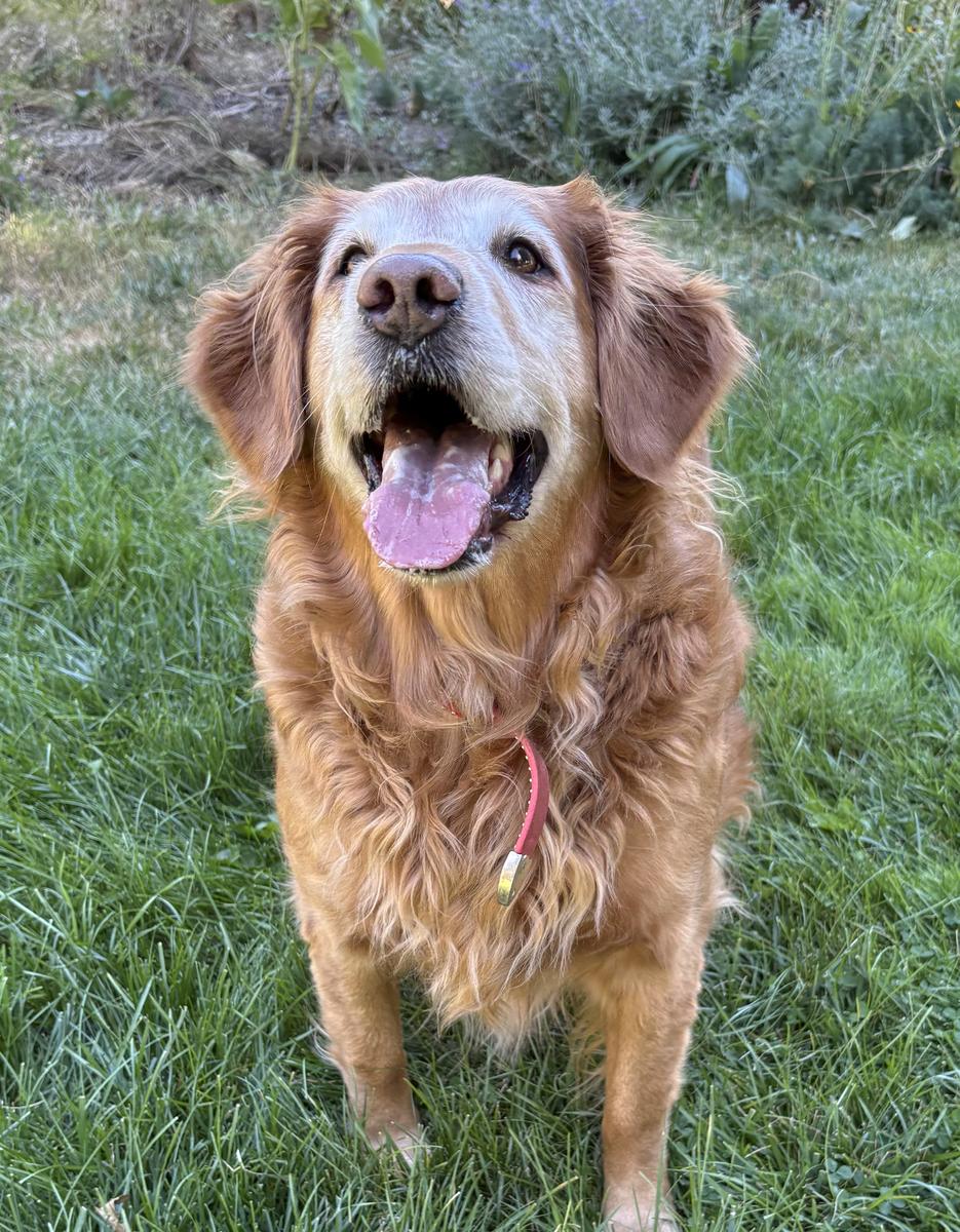 Miryella “Ella”, a rescue dog through IDGRR