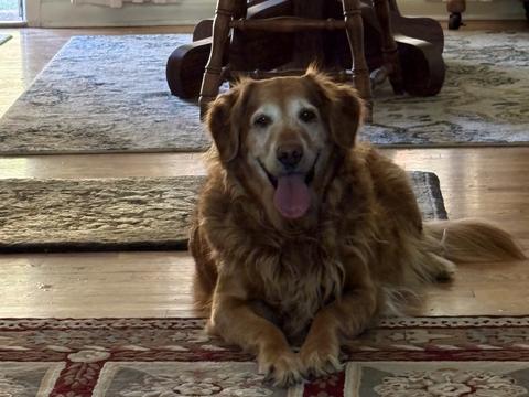 Miryella “Ella”, a rescue dog through IDGRR