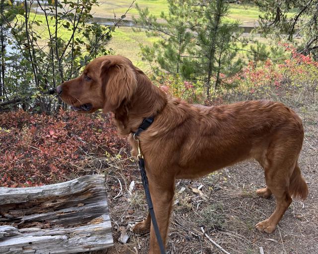 Belle, a rescue dog through IDGRR