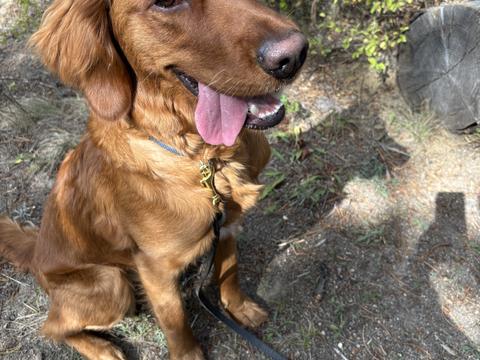 Belle, a rescue dog through IDGRR