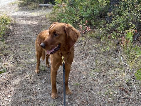 Belle, a rescue dog through IDGRR