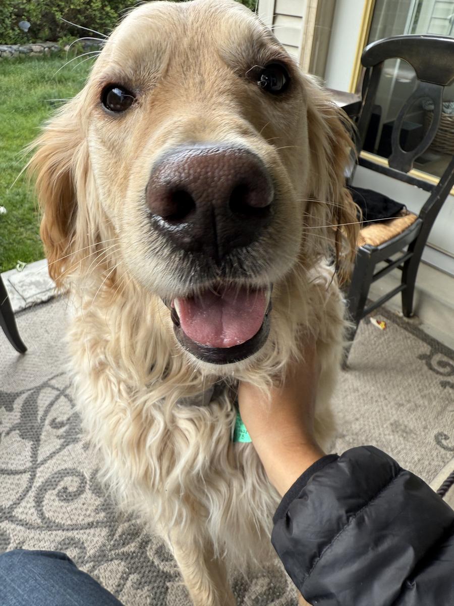 Benny, a rescue dog through IDGRR