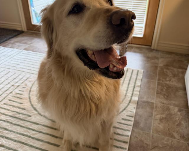 Bronco, a rescue dog through IDGRR