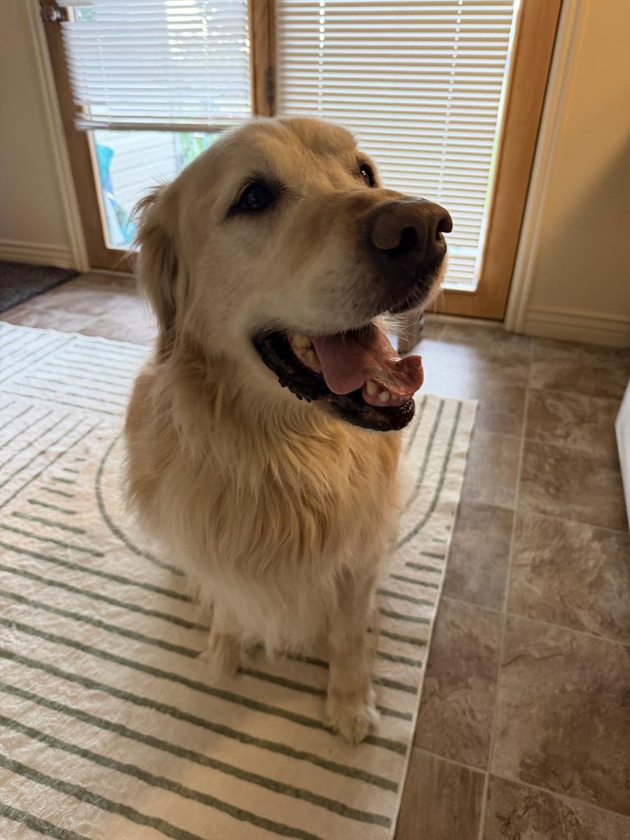 Bronco, a rescue dog through IDGRR