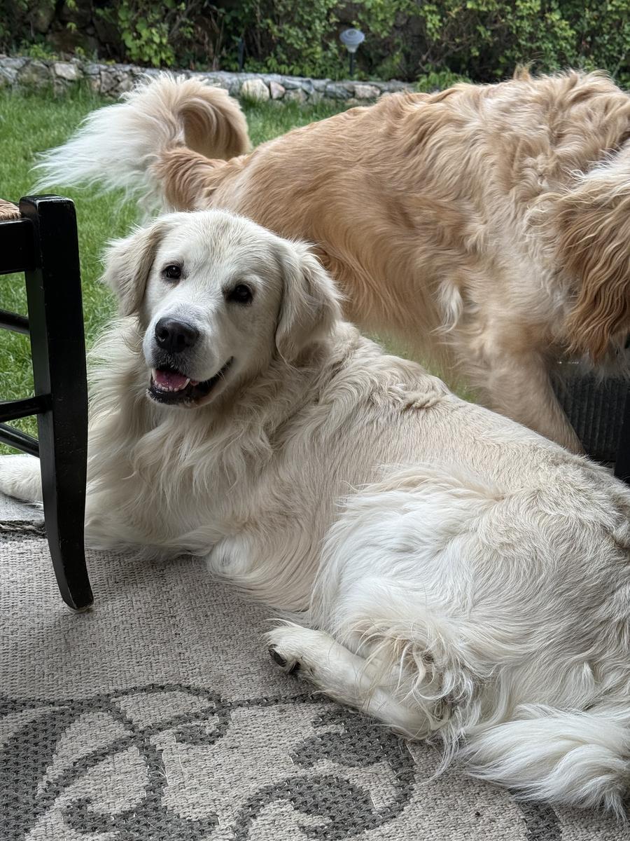 Murphy, a rescue dog through IDGRR