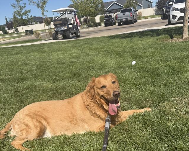 Tucker, a rescue dog through IDGRR
