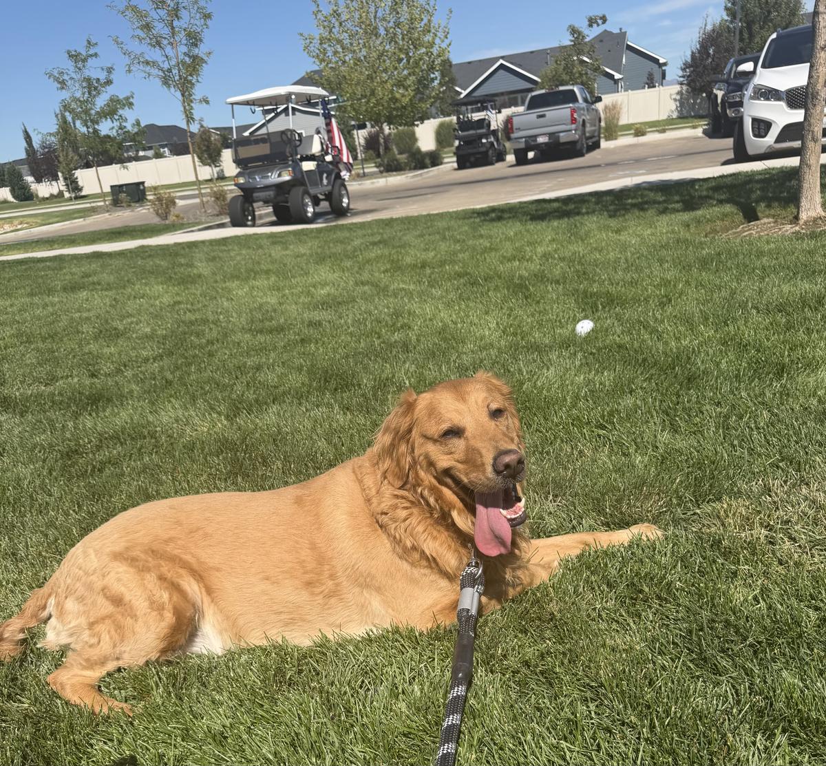Tucker, a rescue dog through IDGRR