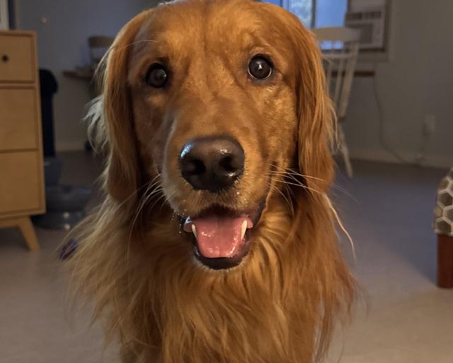 Buck, a rescue dog through IDGRR