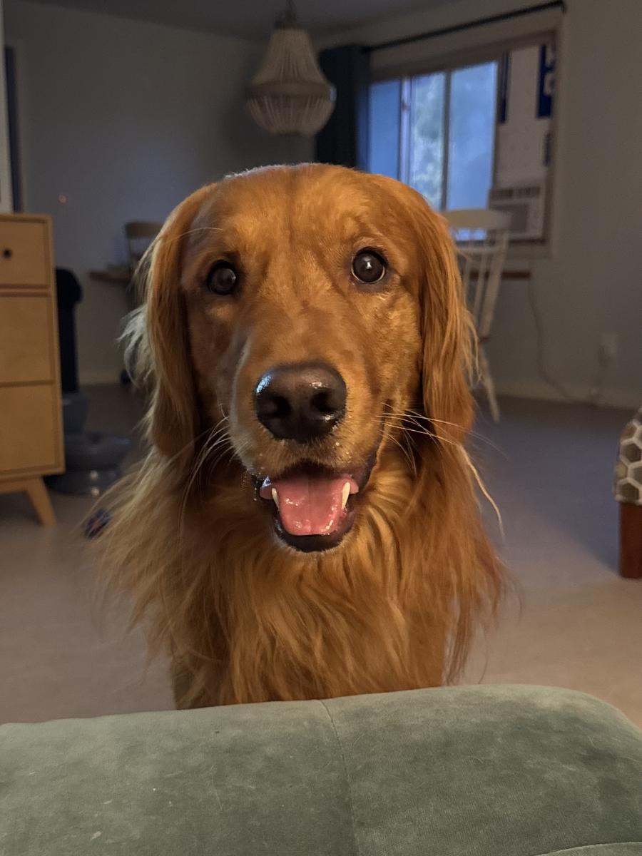 Buck, a rescue dog through IDGRR