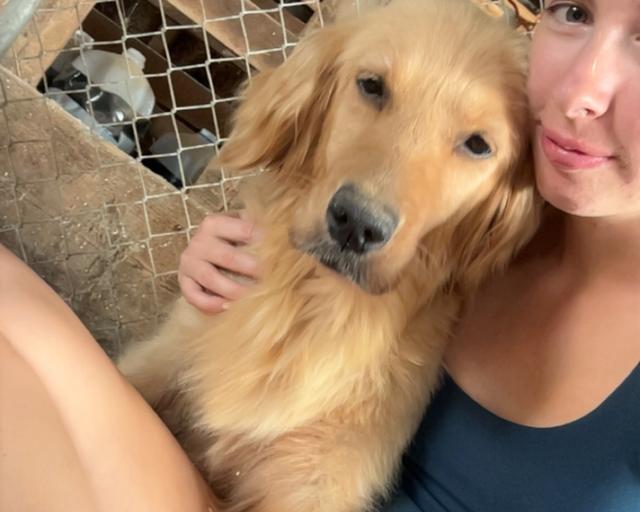 Willow , a rescue dog through IDGRR