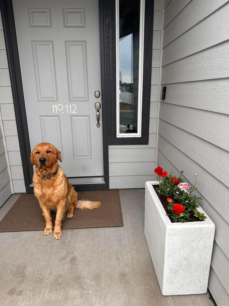 Whiskey, a rescue dog through IDGRR