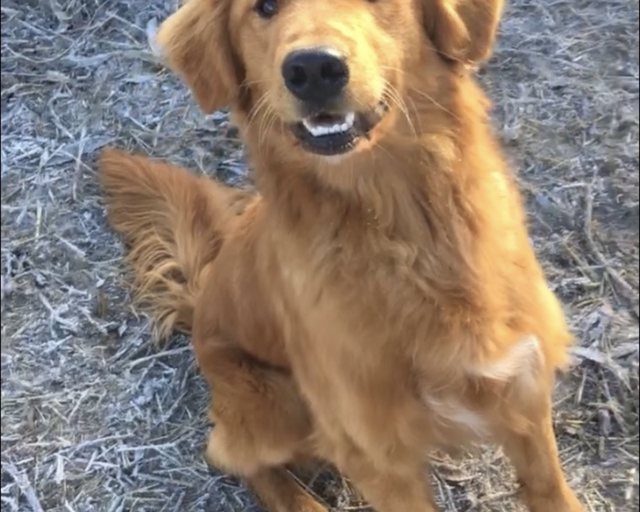 Sawyer , a rescue dog through IDGRR
