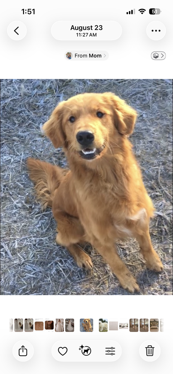 Sawyer , a rescue dog through IDGRR
