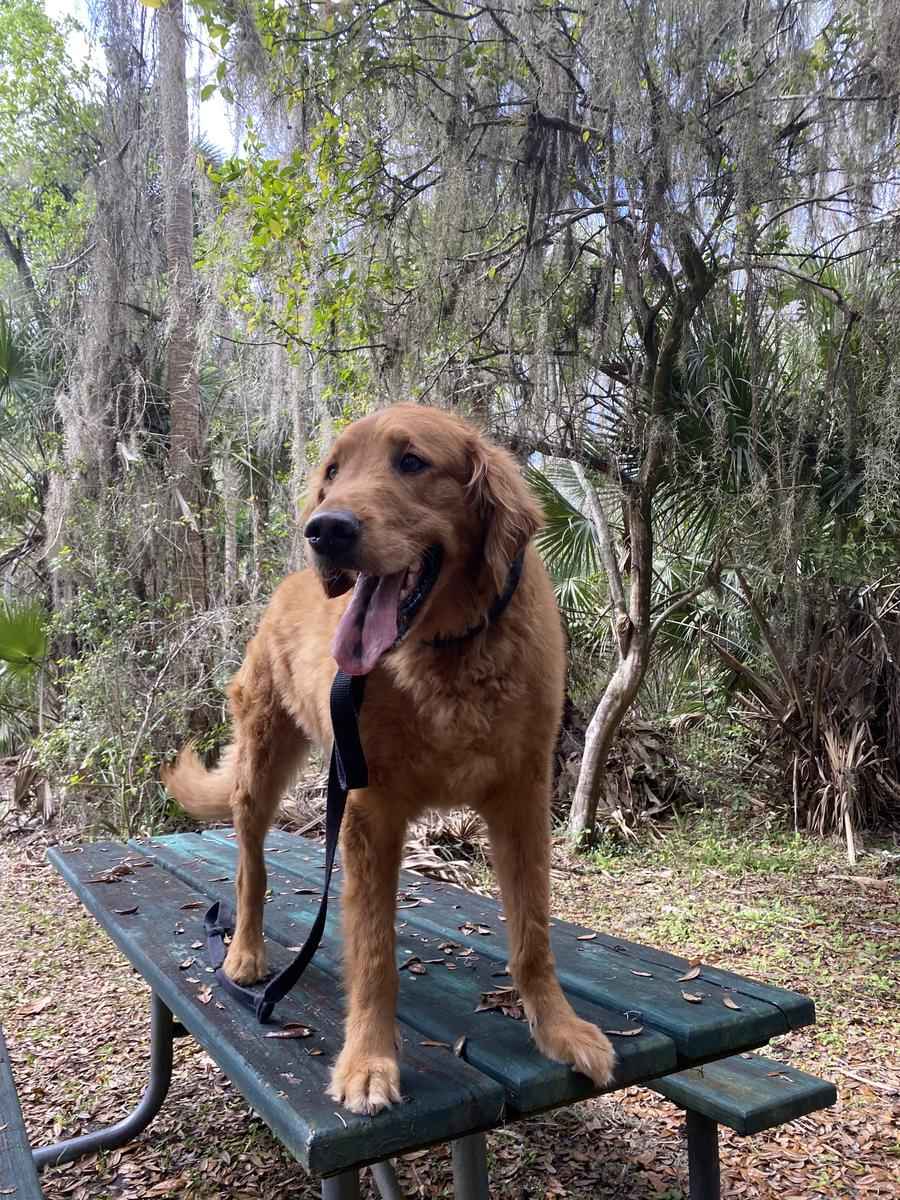 Finn, a rescue dog through IDGRR