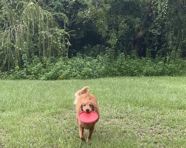 Finn, a rescue dog through IDGRR
