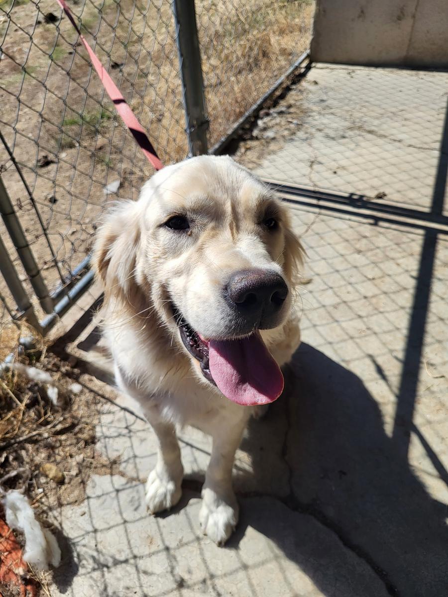 Iris, a rescue dog through IDGRR
