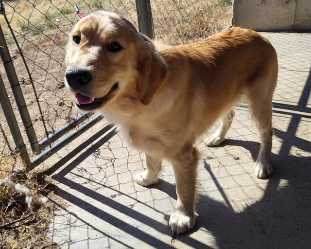 Lily, a rescue dog through IDGRR