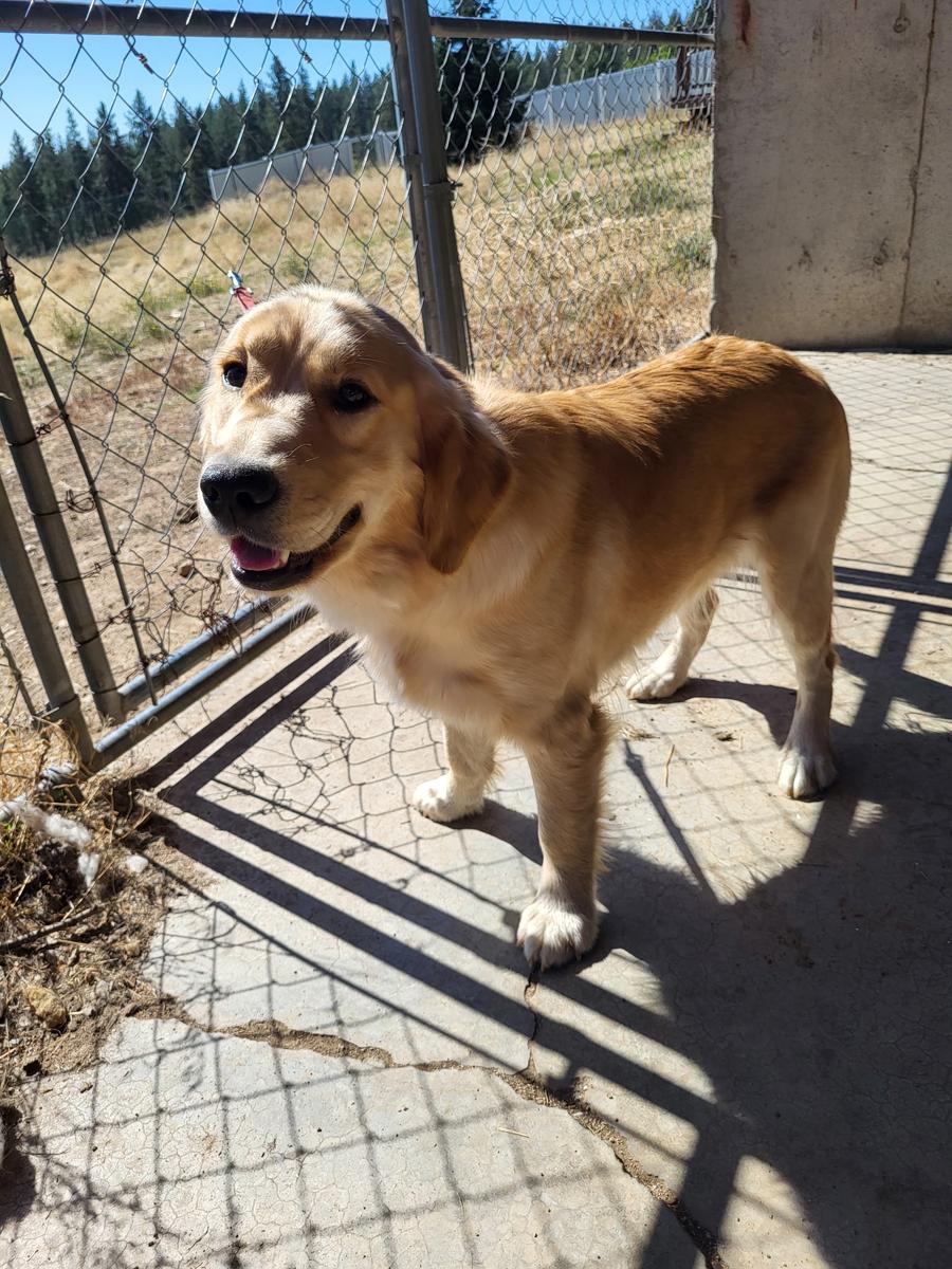 Lily, a rescue dog through IDGRR
